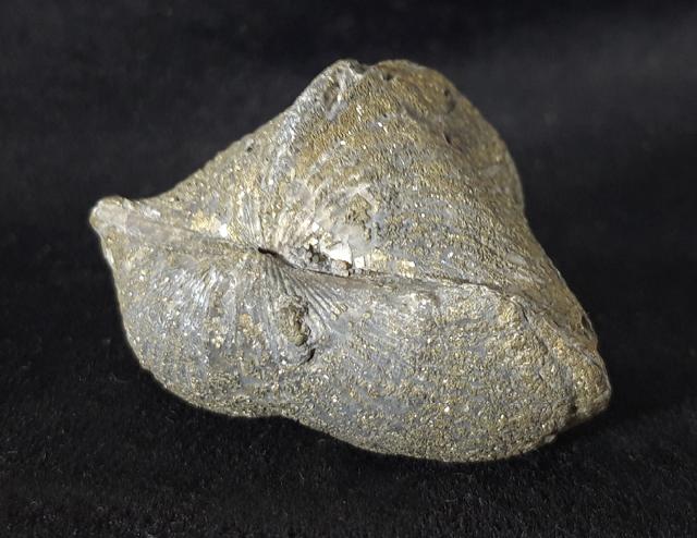 Paraspirifer bownockeri (STEWART 1927) - Bild &copy; FossNet FossilienStore